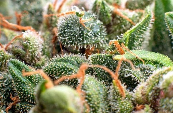 terpenes and-trichomes-closeup_edited_jp